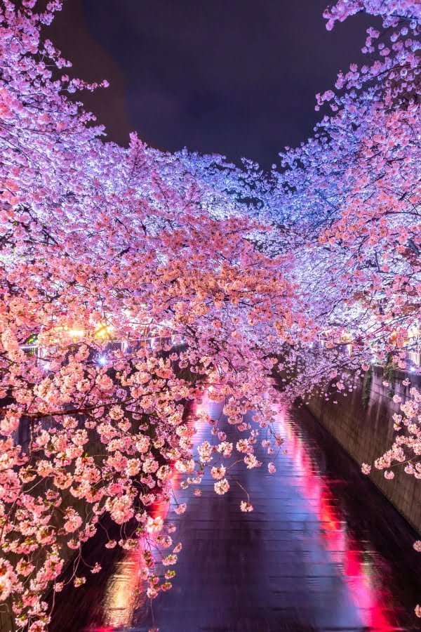 目黒川の桜並木 Meguro River Cherry Blossom Walk Travel Japan 47