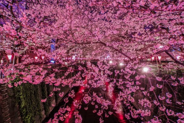 東京・目黒川の桜並木
