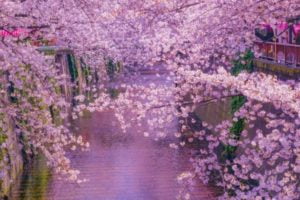 目黒川の桜並木, 東京