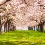 千曲川堤防桜堤｜ボリュームたっぷりの八重桜が連なるピンクのトンネル！見頃・アクセス・駐車場は？