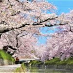 岩倉五条川桜並木｜春を告げる川沿いを彩る桜と「のんぼり洗い」！見頃・ライトアップ・アクセス・駐車場は？