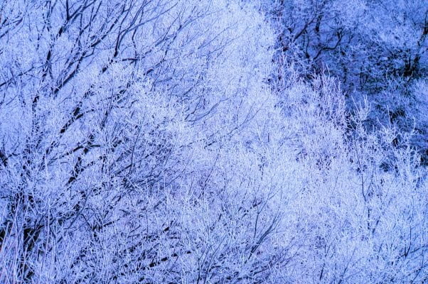 大和葛城山の樹氷