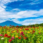 山中湖花の都公園｜見頃・アクセス・駐車場は？四季折々の花々と富士山が織りなす絶景！