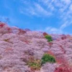 愛知・川見四季桜の里