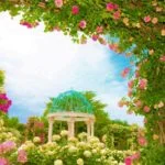 京成バラ園｜2024年バラの見頃・開花状況・アクセス・駐車場は？1万株のバラが咲き誇るローズガーデン