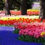 国営昭和記念公園｜チューリップなど四季の花々と紅葉が美しい絶景公園！見頃・アクセス・駐車場は？