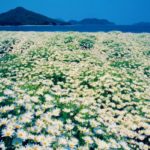 フラワーパーク浦島｜真っ白なマーガレットがSNSで人気急上昇！瀬戸内を望む花畑