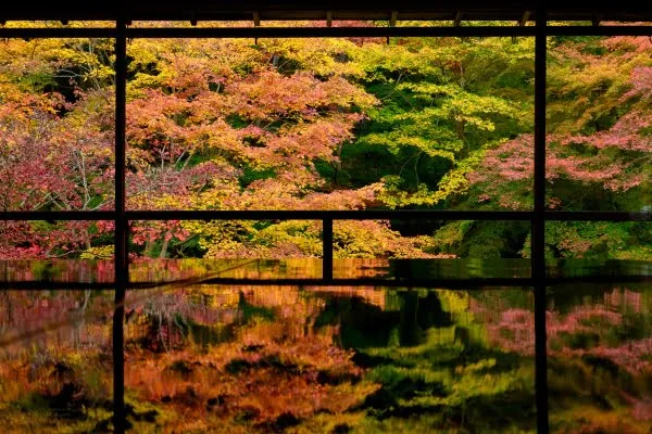 京都・瑠璃光院の床もみじ