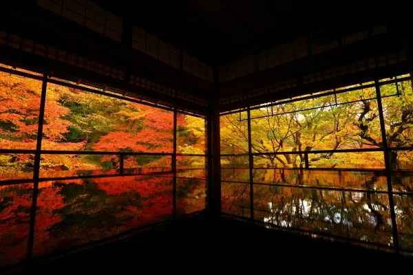 京都・瑠璃光院の床もみじ