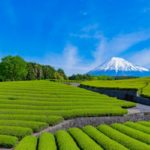 大淵笹場｜残雪の富士山と緑の段々畑のコントラストが見事な絶景