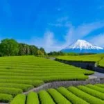 大淵笹場｜茶畑の見頃・営業時間・料金・アクセス・駐車場は？残雪の富士山と茶畑の絶景！