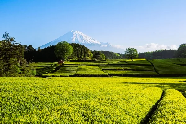 静岡・富士市の大淵笹場と富士山