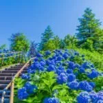 【お台場】シンボルプロムナード公園「あじさいの階段」｜2023年の見頃・開花状況・アクセス・駐車場は？