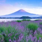 大石公園｜ラベンダーと富士山の絶景！2023「河口湖ハーブフェスティバル」開催！見頃・開花状況・アクセス・駐車場は？