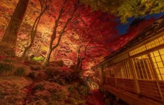 教林坊の紅葉ライトアップ