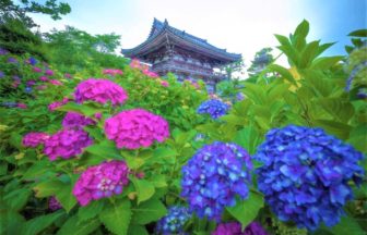 丹州観音寺, 紫陽花
