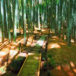 【鎌倉】報国寺｜孟宗竹の竹林に心惹かれる「竹の寺」！見どころ・アクセス・駐車場は？