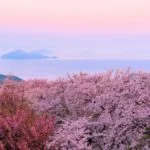 紫雲出山｜2023年「桜シーズン」情報！瀬戸内海を望む桜の絶景スポット！見頃・開花状況・アクセス・駐車場は？