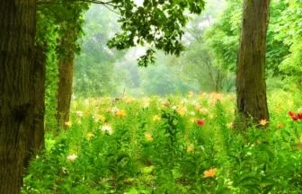 埼玉・ところざわのゆり園