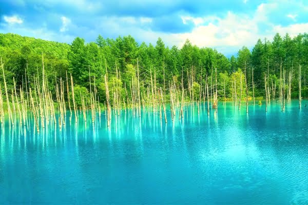 北海道・白金青い池