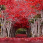平岡樹芸センター（札幌）｜真っ赤な紅葉のトンネルの絶景！2023年の紅葉見頃情報・アクセス・駐車場は？