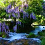 【山口】一貫野の藤｜山里の渓流にかかる紫の藤のカーテン！見頃・アクセス・駐車場は？