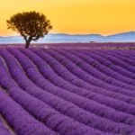 ヴァランソル（Valensole) ｜紫の絨毯が広がるプロヴァンスのラベンダー畑！見頃・アクセスは？