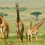 マサイ・マラ国立保護区（Masai Mara）｜ケニアの野生動物の宝庫