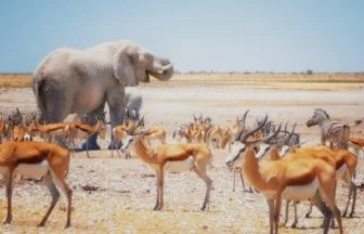Namibia, Etosha National Park