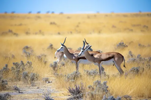 Namibia, Etosha National Park