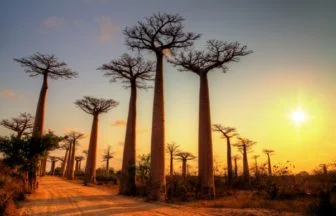 Madagascar. Avenue of the Baobabs