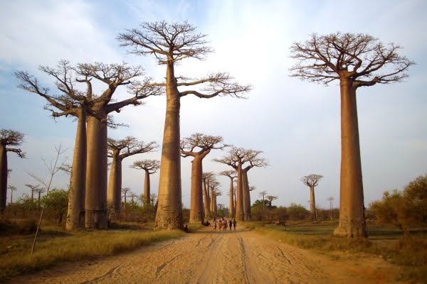 Madagascar, Avenue of the Baobabs
