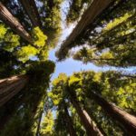 【世界遺産】レッドウッド国立・州立公園｜世界一高い木が立ち並ぶ世界遺産の森！見どころ・アクセスは？