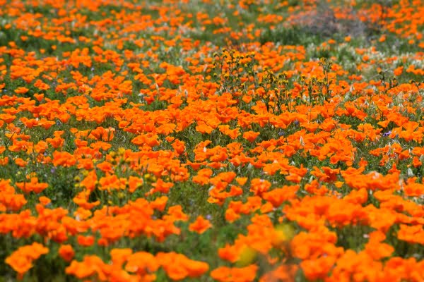 アンテロープ・バレー・カリフォルニア・ポピー保護区（Antelope Valley California Poppy Reserve）