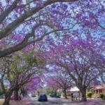 グラフトン・ジャカランダ・フェスティバル2024｜オーストラリアに春を告げる紫の花の祭り！見頃・アクセスは？