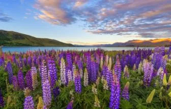 ニュージーランドのテカポ湖（Lake Tekapo）のルピナス