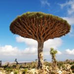【世界遺産】ソコトラ諸島（Socotra）｜不思議な木が立ち並ぶ「インド洋のガラパゴス」！見どころ・アクセスは？