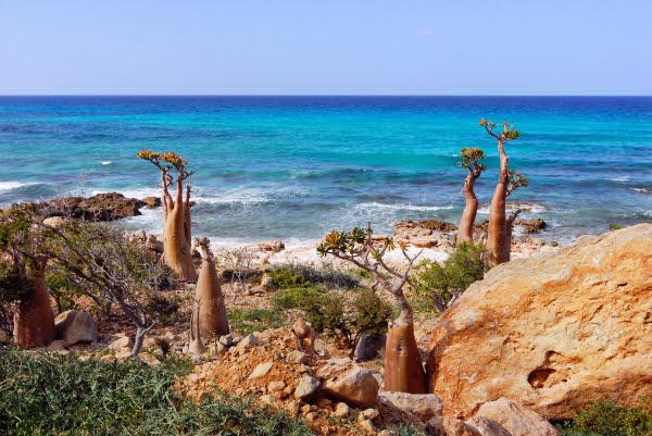 ソコトラ諸島・Socotra