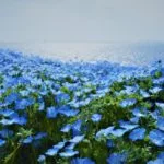 大阪まいしまシーサイドパーク「ネモフィラ祭り2023」｜花と空と海が奏でる青の三重奏！見頃・アクセス・駐車場は？
