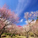熱海梅園｜2023年梅まつり開催！日本一早咲きの梅と日本一遅い紅葉