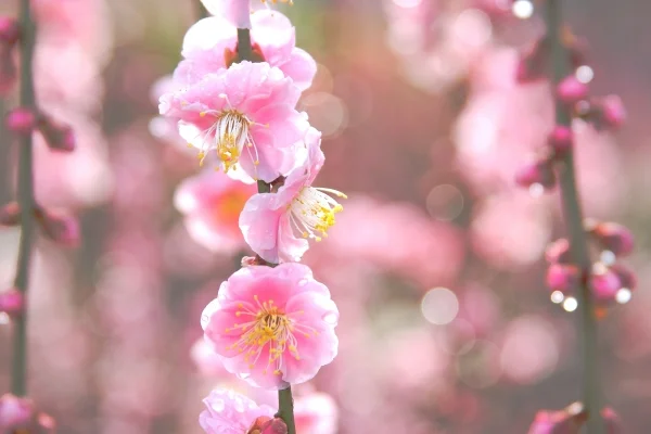 愛媛・宇和島市の南楽園の梅