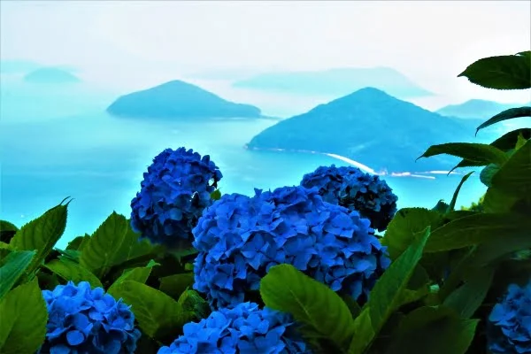 香川, 紫雲出山のアジサイ