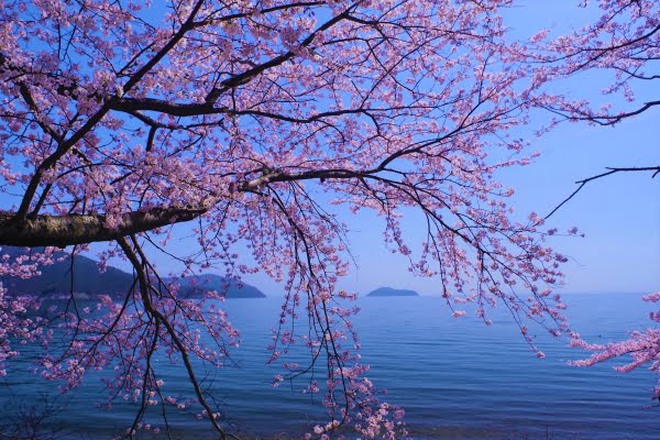 滋賀, 琵琶湖, 海津大崎の桜