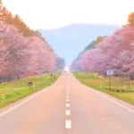 二十間道路桜並木「しずない桜まつり」｜2024年桜の見頃・開花状況・アクセス・駐車場は？