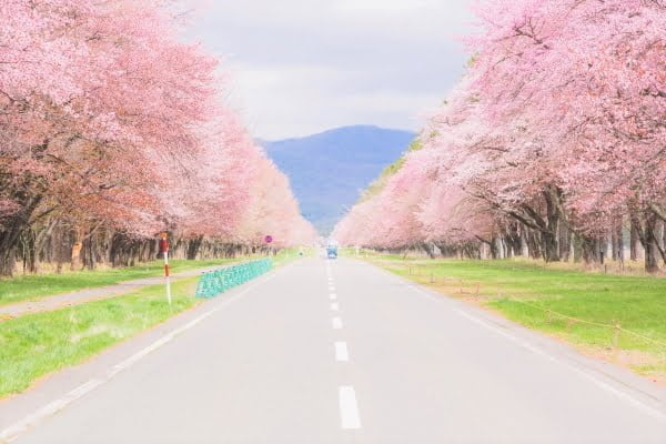 北海道, 二十間道路桜並木