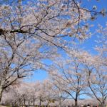 忠元公園「桜まつりウィーク」｜2024年桜の見頃・開花状況・ライトアップ・アクセス・駐車場は？