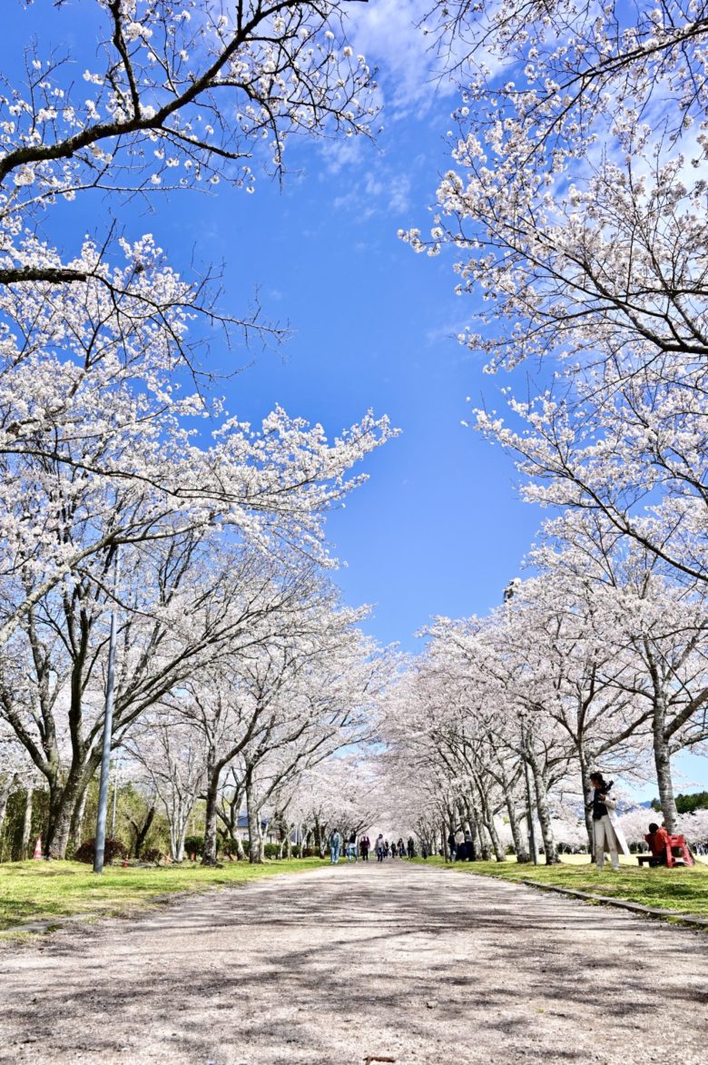 忠元公園の桜