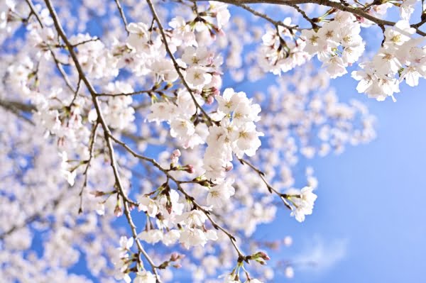 鹿児島, 伊佐, 忠元公園の桜