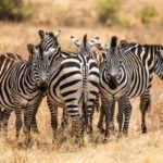 【世界遺産】セレンゲティ国立公園（Serengeti）｜ ヌーの大移動！見どころ・アクセスは？