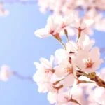 【2023年春】「日本さくら名所100選」を都道府県別に紹介！桜の見頃、種類・本数、住所は？